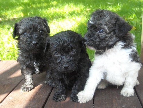 Bolo�sk� ps�k barevn�