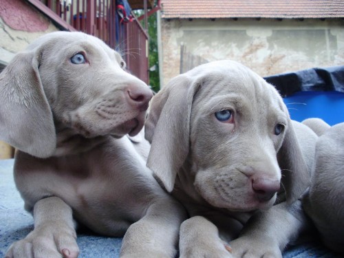 INZERCE - PROD�M �T�NATA V�MARSK�HO OHA�E BEZ PP