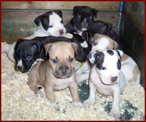 Americk� staford��rsky teri�r