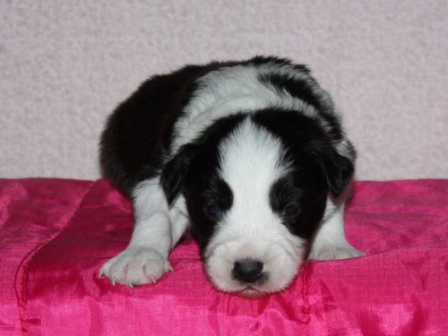 Ch. stanice Foxy Fox zad� �ernob�l� pejsky 