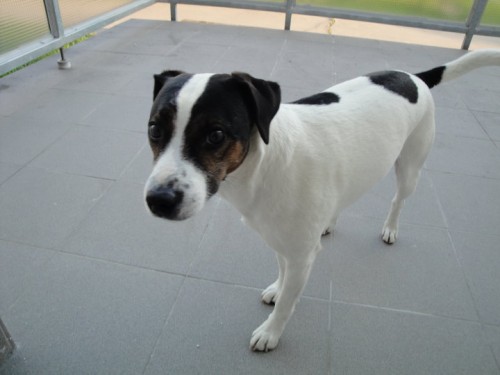 kryt� zdarma-parson rusell teri�r