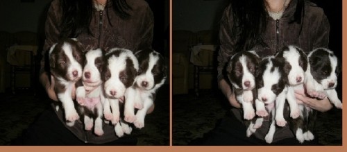 Prod�m �t��ata Border Collie s PP, 4 pejsky