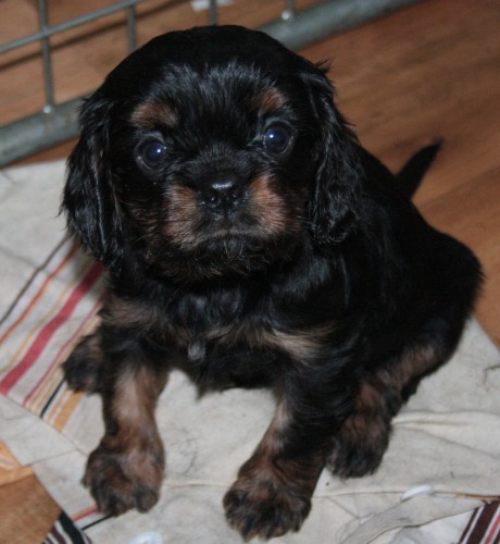 Kavalir King Charles spaniel - �T��ATA
