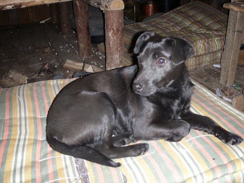 Našel se černý kříženec Našel se černý kříženec