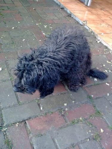 Ztráta feny - Rudná Ztráta feny - Rudná