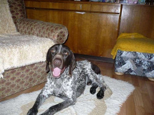 04.01. nález ohaře, Příborsko 04.01. nález ohaře, Příborsko