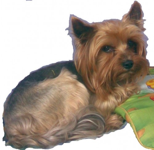 Porad hledame naseho pejska