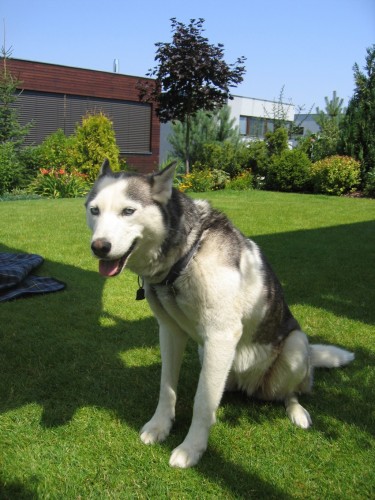 Ztratil se siberian husky 