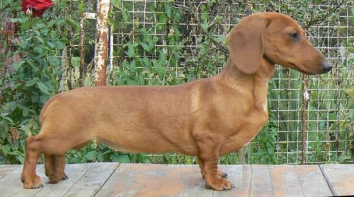 zab�hla se jezev��ce v Praz�!!