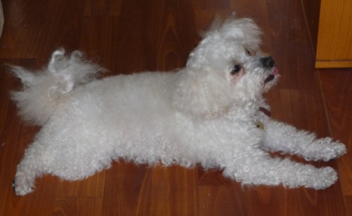 Ztratil se bolo���ek - Bru�perk, o. FM