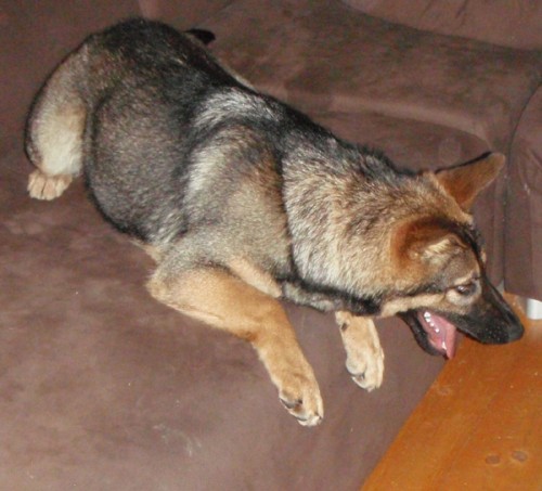 Ztr�ta vlko�ed� fena NO - Roudnicko