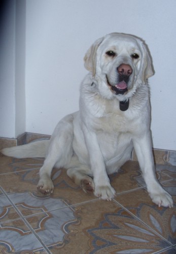Našela se v Jeseníkách fenka labradora Našela se v Jeseníkách fenka labradora