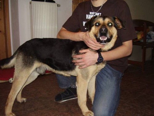 Kříženec ovčáka, Liberecko Kříženec ovčáka, Liberecko