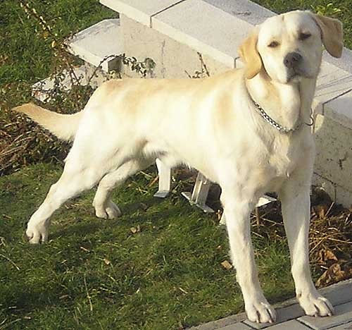 Ztr�ta pes labradora - Koz�kov, o.Semily