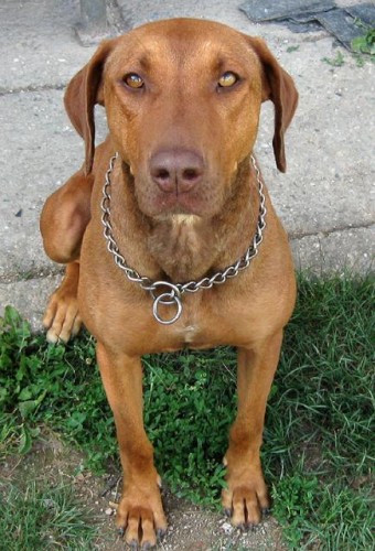 Ztr�ta k��enka o. Olomouc