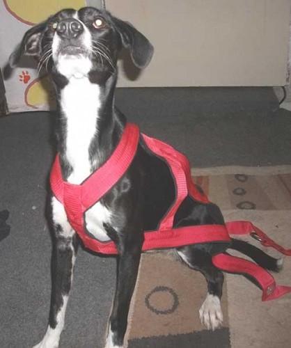 Ztr�ta fena k��ence o.Brno venkov