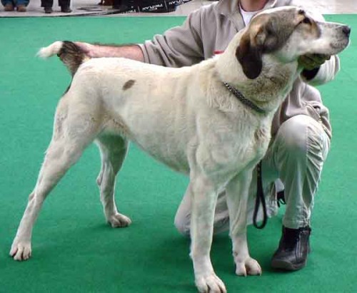 Ztr�ta fena st�edoasiata Slan�, o.Kladno