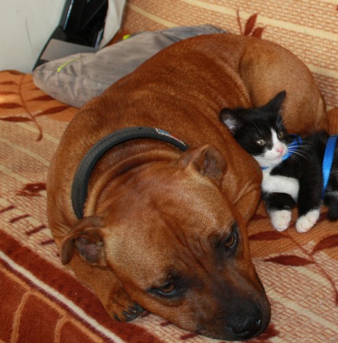 Staford��rk� Bullterier