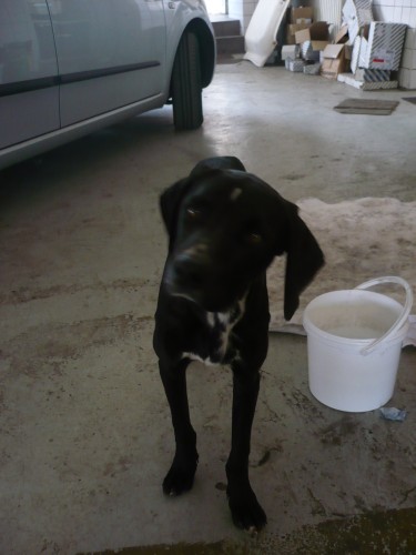 Kříženec labradora a dalmatina Kříženec labradora a dalmatina