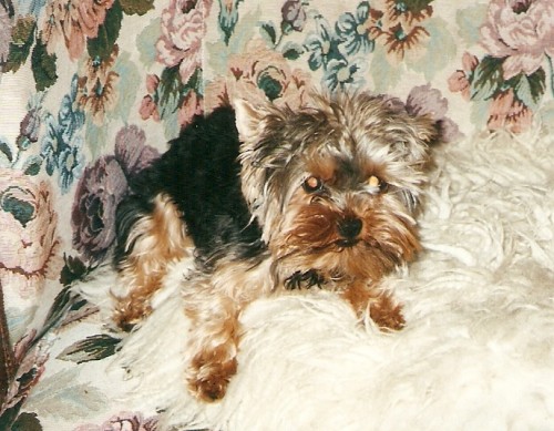 Ztratila se fenka jork��rsk�ho teri�ra