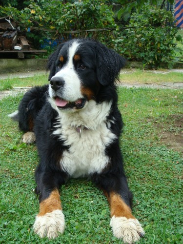 st�le hled�m Bernsk�ho sala�n�ka!!