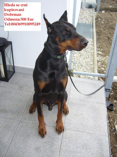 hleda se cerni kupirovani dobrman