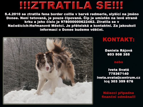 ZTRATILA SE FENA BORDER KOLIE ZTRATILA SE FENA BORDER KOLIE