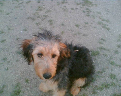 Po��d se hled� pes k��enec