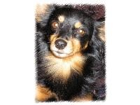 St�le hled�me rusk�ho toye