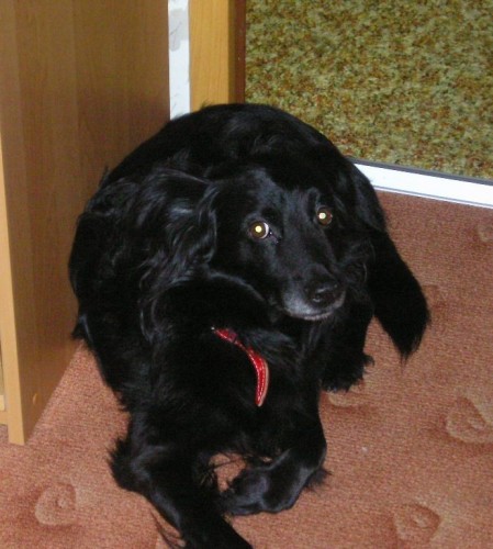 Ztratil se �ern� pes