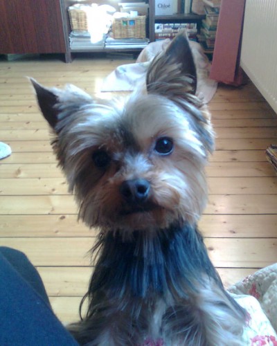 Ztr�ta pejska(jork��r)