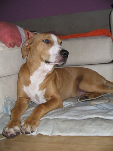 Am. Pitbull terrier Praha V�chod