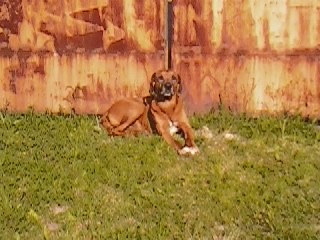 Rhodeský ridgeback Rhodeský ridgeback