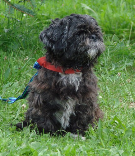 Ši cu  - Shi tzu - Ši tzu - Šicu Ši cu  - Shi tzu - Ši tzu - Šicu