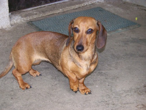 Hled� se fenka trpasli��ho jezev��ka