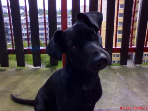 ZTRATIL SE PES!!! OSTRAVA Z�B�EH