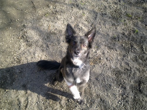 Ztratil se pes u Slapsk� p�ehrady