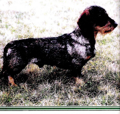 ztratil se jezev��k