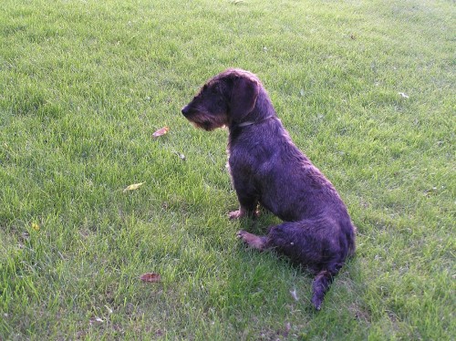 Jezev��k dsnosrst� standard