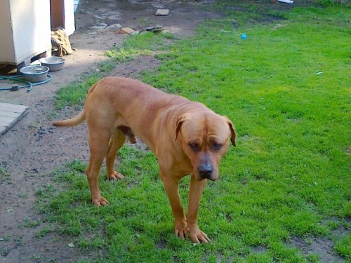 Ztratil se n�m pes Tosa Inu