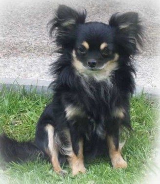 �ivava - ztratil se