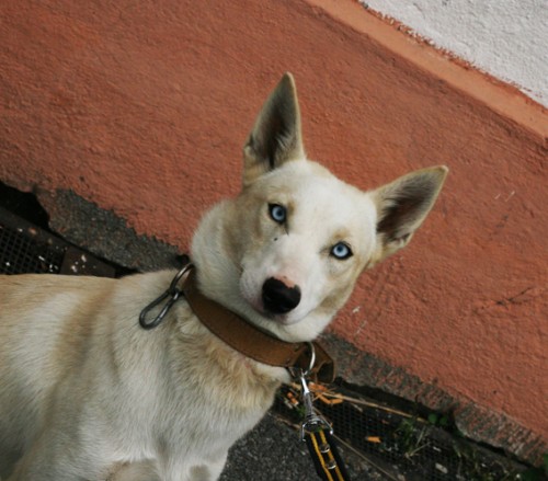 Pros�m o pomoc, utekla b�l� fenka