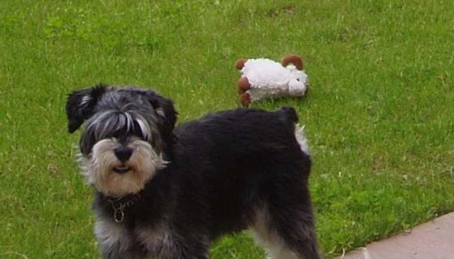 Ztratil se pes - mal� �ern� kn�ra�