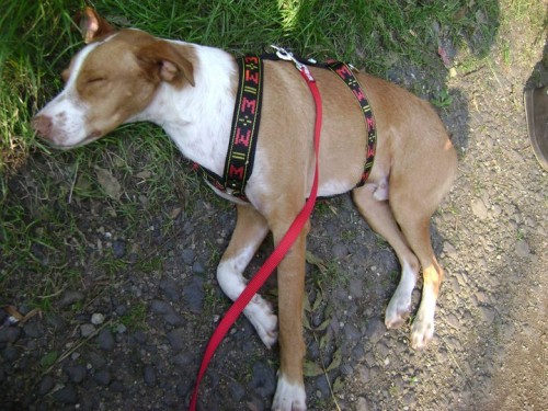 Hled� se Poe podenco, okr.Teplice