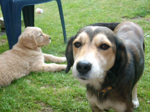 Retr�vr a k��enec