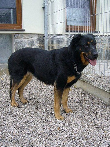 Nalezena fena - obeci Drážkov Nalezena fena - obeci Drážkov