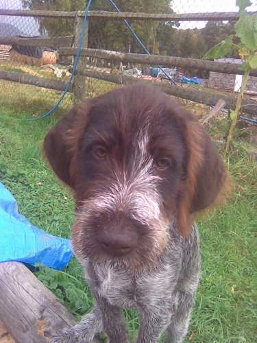 FENKA �ESK�HO FOUSKA