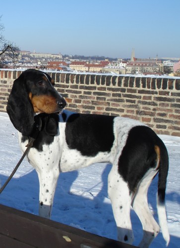 St�le hled�me Bar�u !!!