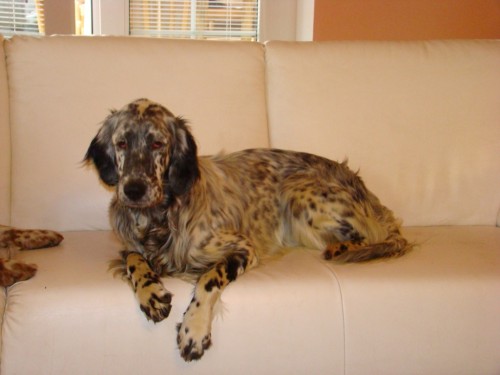 ztratil se anglick� setr, financi odmena