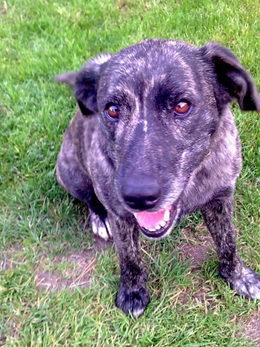 Ztratila se fenka - Ode�, Hrozn�t�n